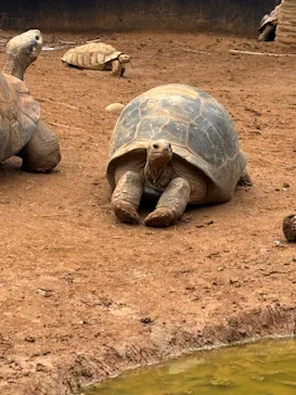 体感型動物園iZooに投稿された画像（2026/4/21）