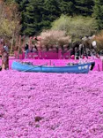 富士芝桜まつり(富士本栖湖リゾート)に投稿された画像（2026/4/21）
