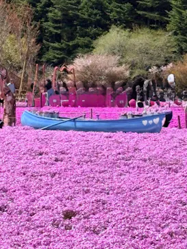 富士芝桜まつり(富士本栖湖リゾート)に投稿された画像（2026/4/21）