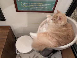 猫カフェモカ　池袋東口店に投稿された画像（2026/4/21）