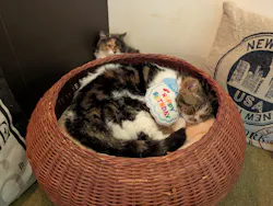 猫カフェモカ　池袋東口店に投稿された画像（2026/4/21）