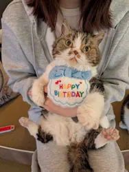 猫カフェモカ　池袋東口店に投稿された画像（2026/4/21）