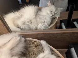 猫カフェモカ　池袋東口店に投稿された画像（2026/4/21）