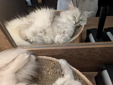 猫カフェモカ　池袋東口店に投稿された画像（2026/4/21）