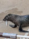 京都水族館×ニデック京都タワーに投稿された画像（2026/4/22）