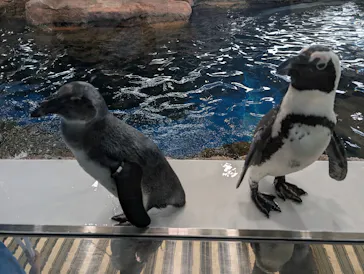 京都水族館×ニデック京都タワーに投稿された画像（2026/4/21）