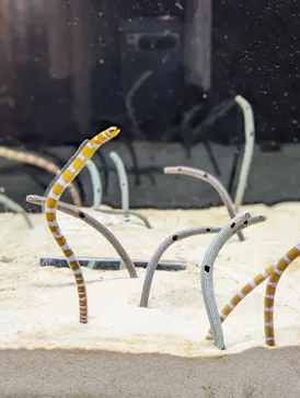 京都水族館×ニデック京都タワーに投稿された画像（2026/4/21）