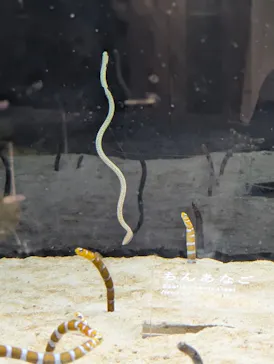 京都水族館×ニデック京都タワーに投稿された画像（2026/4/21）