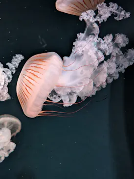 京都水族館×ニデック京都タワーに投稿された画像（2026/4/21）