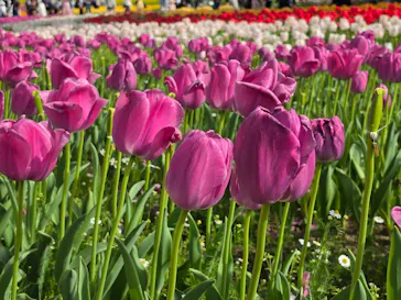 万博記念公園に投稿された画像（2026/4/21）