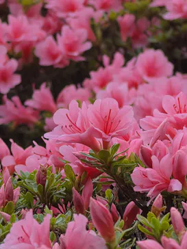 万博記念公園に投稿された画像（2026/4/21）
