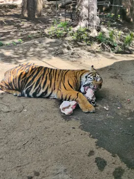恩賜上野動物園に投稿された画像（2026/4/21）
