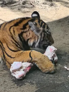 恩賜上野動物園に投稿された画像（2026/4/21）