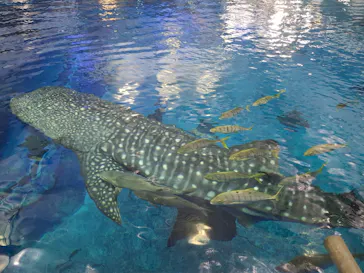 沖縄美ら海水族館（館内体験）に投稿された画像（2026/4/22）