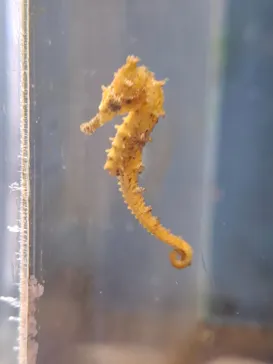 沖縄美ら海水族館（館内体験）に投稿された画像（2026/4/22）
