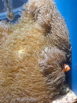 沖縄美ら海水族館（館内体験）に投稿された画像（2026/4/22）