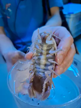 沖縄美ら海水族館（館内体験）に投稿された画像（2026/4/22）