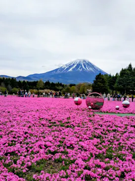 富士芝桜まつり(富士本栖湖リゾート)に投稿された画像（2026/4/21）