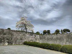 元離宮二条城に投稿された画像（2026/4/22）