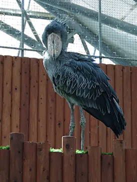 掛川花鳥園に投稿された画像（2026/4/22）