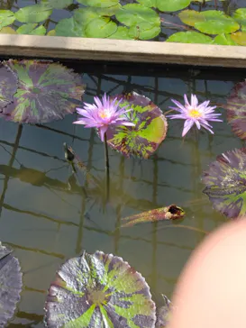 熱川バナナワニ園に投稿された画像（2026/4/22）