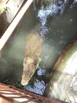 熱川バナナワニ園に投稿された画像（2026/4/22）