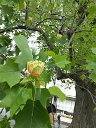 東京国立博物館に投稿された画像（2026/4/22）