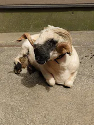 伊豆シャボテン動物公園に投稿された画像（2026/4/22）