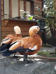 伊豆シャボテン動物公園に投稿された画像（2026/4/22）