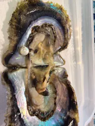 しながわ水族館に投稿された画像（2026/4/22）