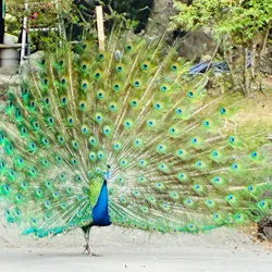 伊豆シャボテン動物公園に投稿された画像（2026/4/22）