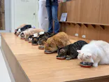 Cat Café MOFF イオンモール熊本店に投稿された画像（2026/4/22）