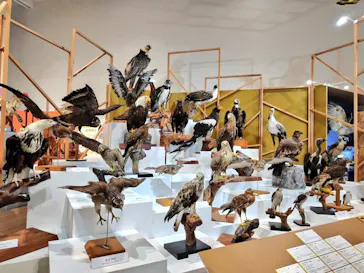 特別展「鳥 ～ゲノム解析が解き明かす新しい鳥類の系統～」に投稿された画像（2026/4/22）