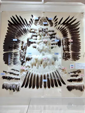 特別展「鳥 ～ゲノム解析が解き明かす新しい鳥類の系統～」に投稿された画像（2026/4/22）