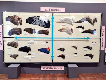 特別展「鳥 ～ゲノム解析が解き明かす新しい鳥類の系統～」に投稿された画像（2026/4/22）