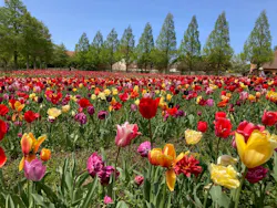 滋賀農業公園ブルーメの丘に投稿された画像（2026/4/22）