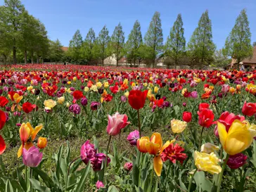 滋賀農業公園ブルーメの丘に投稿された画像（2026/4/22）