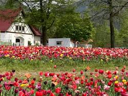 滋賀農業公園ブルーメの丘に投稿された画像（2026/4/22）