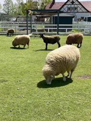 滋賀農業公園ブルーメの丘に投稿された画像（2026/4/22）