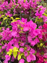 美らヤシパークオキナワ・東南植物楽園に投稿された画像（2026/4/22）