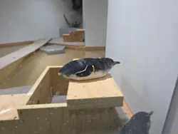 AOAO SAPPOROに投稿された画像（2026/4/22）