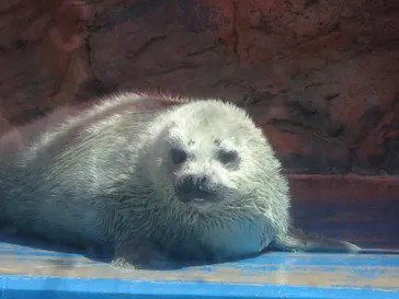 ゼロ距離水族館 伊勢シーパラダイスに投稿された画像（2026/4/22）