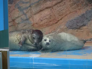ゼロ距離水族館 伊勢シーパラダイスに投稿された画像（2026/4/22）
