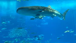 沖縄美ら海水族館に投稿された画像（2026/4/22）