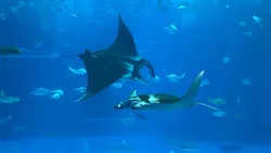 沖縄美ら海水族館に投稿された画像（2026/4/22）