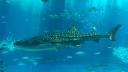 沖縄美ら海水族館に投稿された画像（2026/4/22）