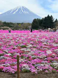富士芝桜まつり(富士本栖湖リゾート)に投稿された画像（2026/4/22）