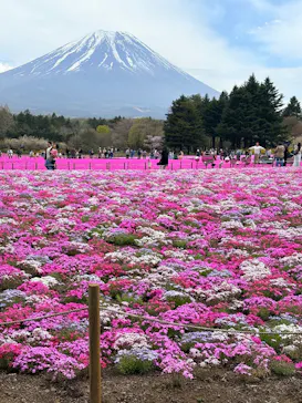 富士芝桜まつり(富士本栖湖リゾート)に投稿された画像（2026/4/22）