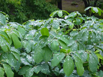 仙巌園に投稿された画像（2026/4/22）