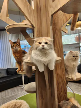猫カフェモカ　アルシェ大宮店に投稿された画像（2026/4/22）